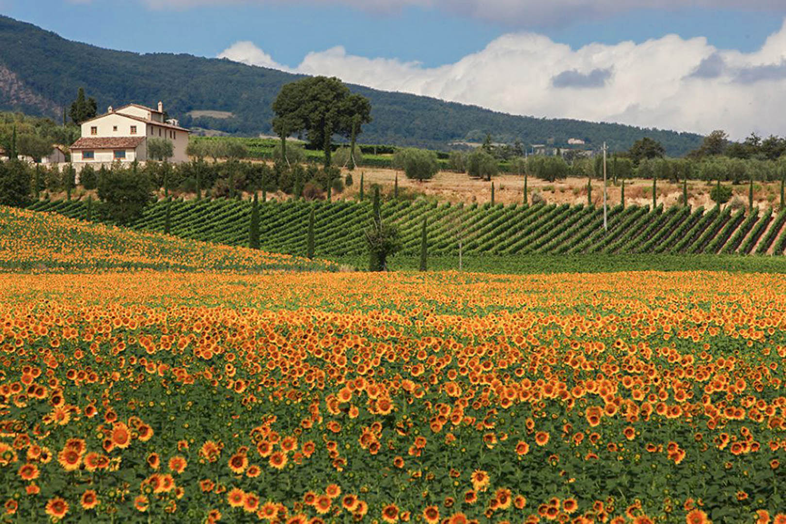 VILLE CASALI DI CAMPAGNA IN VENDITA, CASA CAMPAGNE TOSCANA, UMBRIA